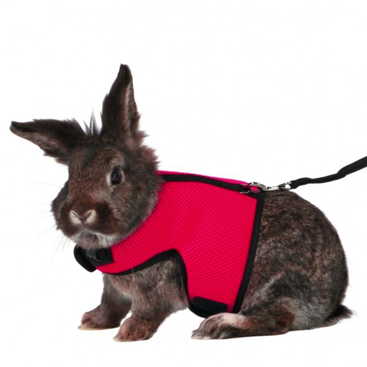 Coleira e Guia para Coelhos Aj - Running Gear Rabbit avaliação e preço
